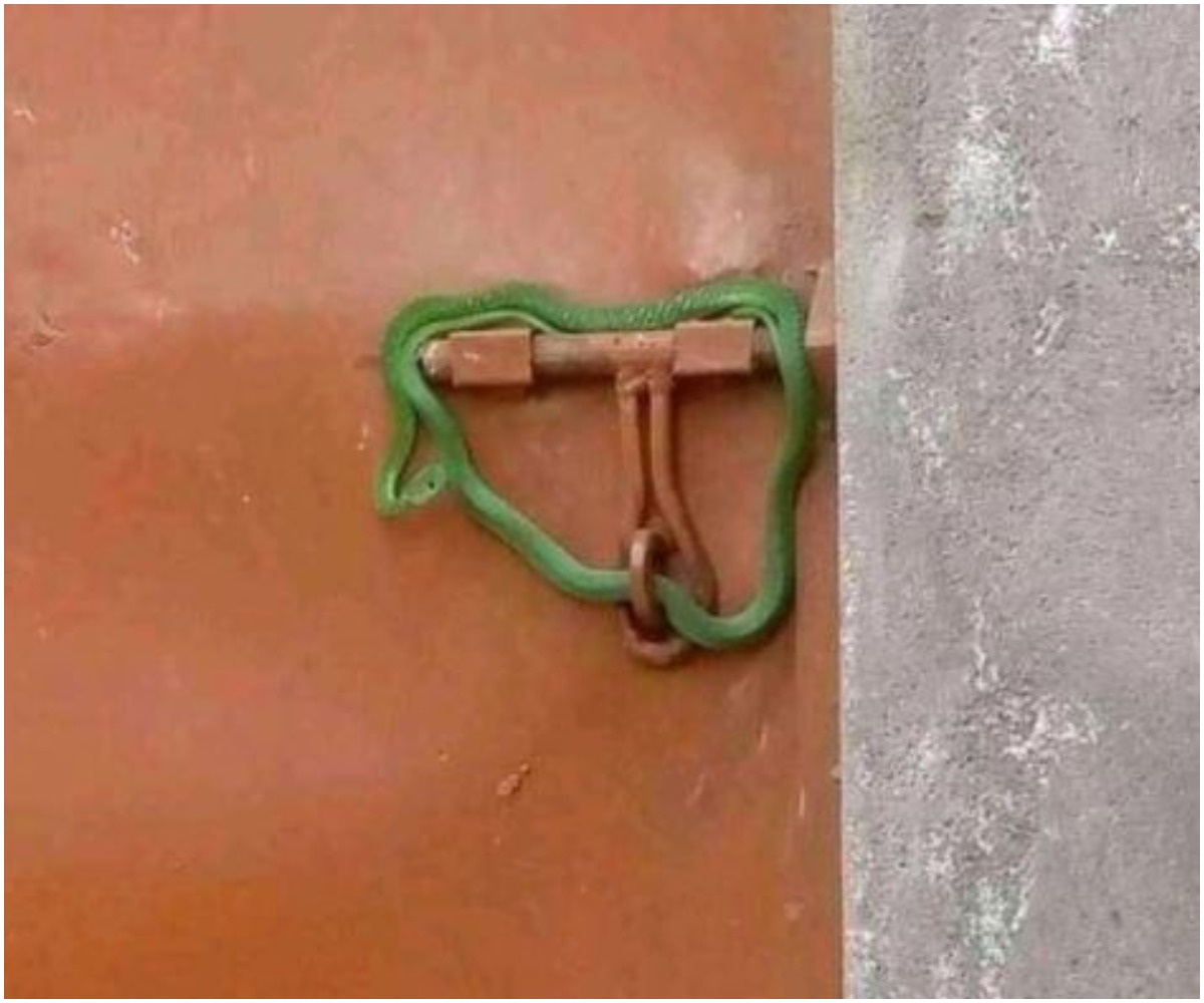 Landlord locks tenant’s gate with snake